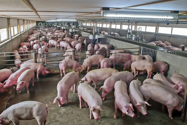 一條豬糞有機肥生產(chǎn)線,遍地豬屎臭變身有機肥