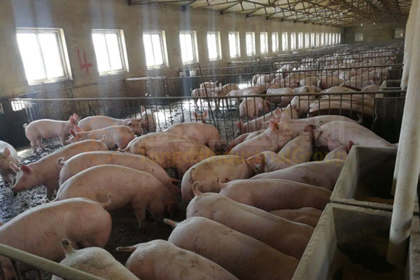  養(yǎng)豬豬糞怎么處理?豬糞有機(jī)肥加工設(shè)備有哪些?