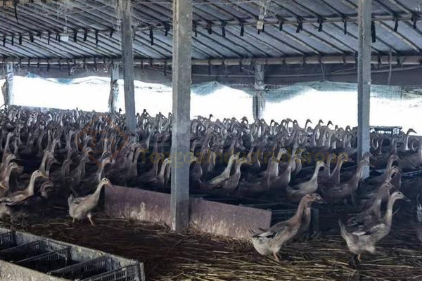 養鴨大棚下面的糞便如何清理?鴨糞有機肥料生產設備怎么配置?