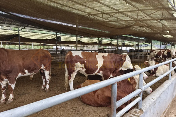  年產5000噸粉狀牛糞有機肥生產線什么價格?投資多少錢成本?