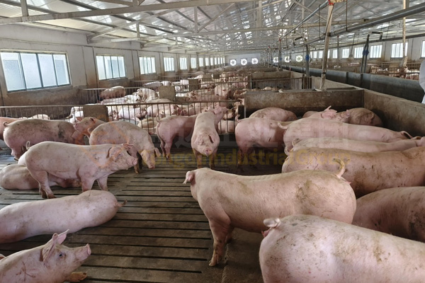 豬糞如何制成顆粒有機肥?豬糞有機肥造粒設備有哪些?