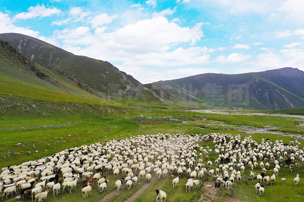 內(nèi)蒙古臨河10萬(wàn)噸羊糞有機(jī)肥生產(chǎn)線價(jià)格多少錢(qián)?哪個(gè)廠家好?