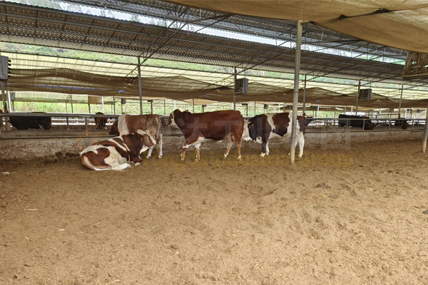 5千頭牛牛糞變有機肥機器有哪些?5000頭牛養(yǎng)殖場配多大產(chǎn)量有機肥設(shè)備?