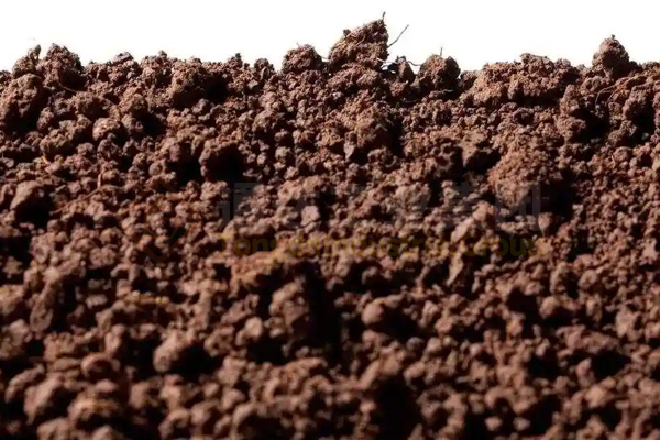 蚯蚓糞可以直接作為有機肥嗎?蚯蚓糞有機肥有前景嗎