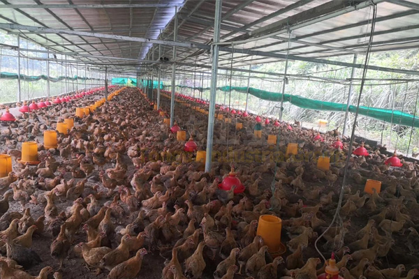 雞糞加工做成有機肥，雞糞賣出雞蛋價